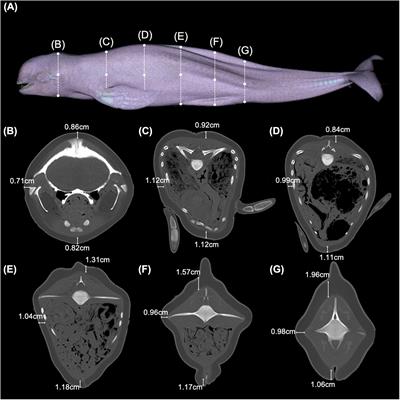 Radiological Investigation of Gas Embolism in the East Asian Finless Porpoise (Neophocaena asiaeorientalis sunameri)